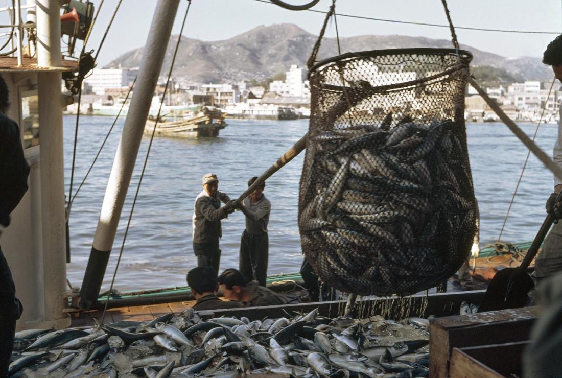 UN Photo / M. Guthrie Unloading mackerel at the Pusan fish market
